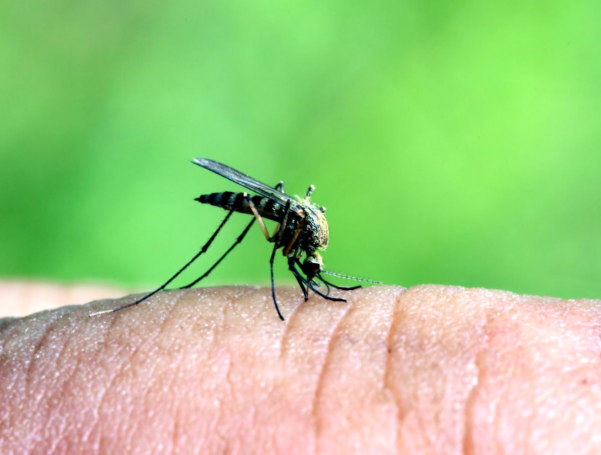 traitement moustiques